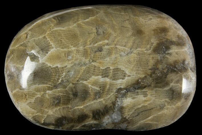 Polished Petoskey Stone (Fossil Coral) - Michigan #156060